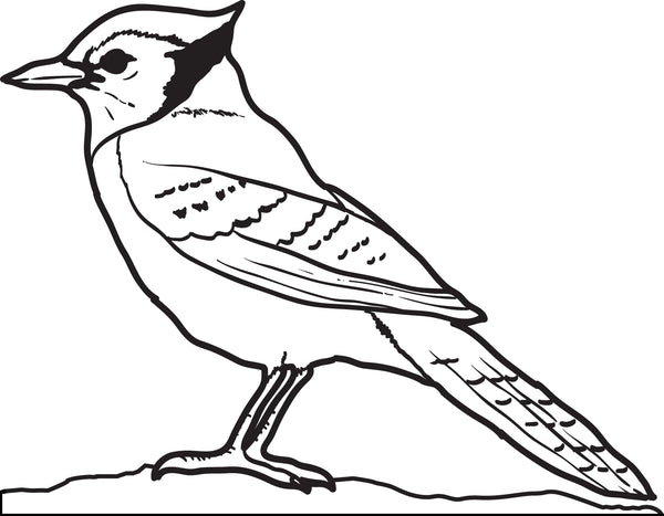 Blue Jay Coloring Pages - ColoringAll