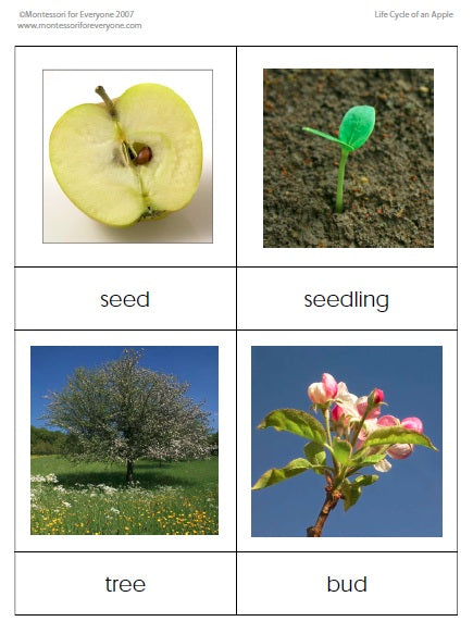 life cycle of an apple clipart scholastic