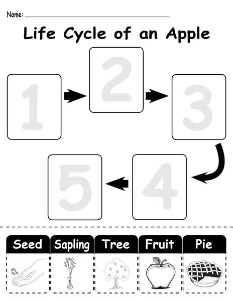 life cycle of an apple clipart scholastic