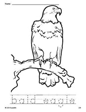 Free printable bald eagle Fourth of July coloring page and word tracing worksheet, perfect for preschool, pre-k, and kindergarten, PDF