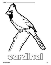 Free printable cardinal coloring page for preschool, pre-k, and kindergarten, PDF