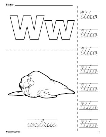 Free printable walrus coloring page and cursive letter tracing worksheet, letter w worksheet for preschool, pre-k, and kindergarten, PDF