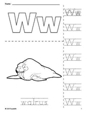 Free printable walrus coloring page and letter tracing worksheet, letter w worksheet for preschool, pre-k, and kindergarten, PDF