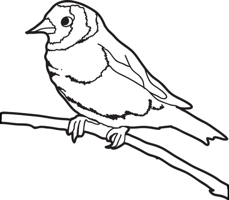 cardinal head coloring pages