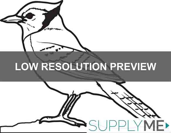 Blue Jay Bird coloring page, Free Printable Coloring Pages