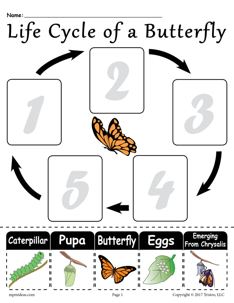 butterfly life cycle sequencing worksheet