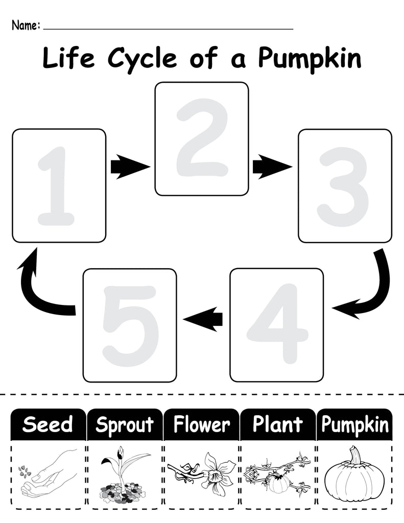 plant life cycle cut and paste worksheet